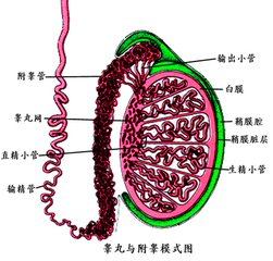 精索静脉曲张简介